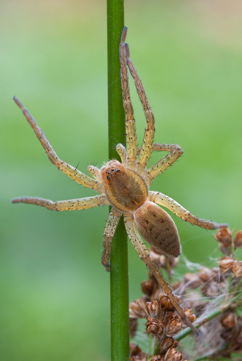 Dolomedes sp.