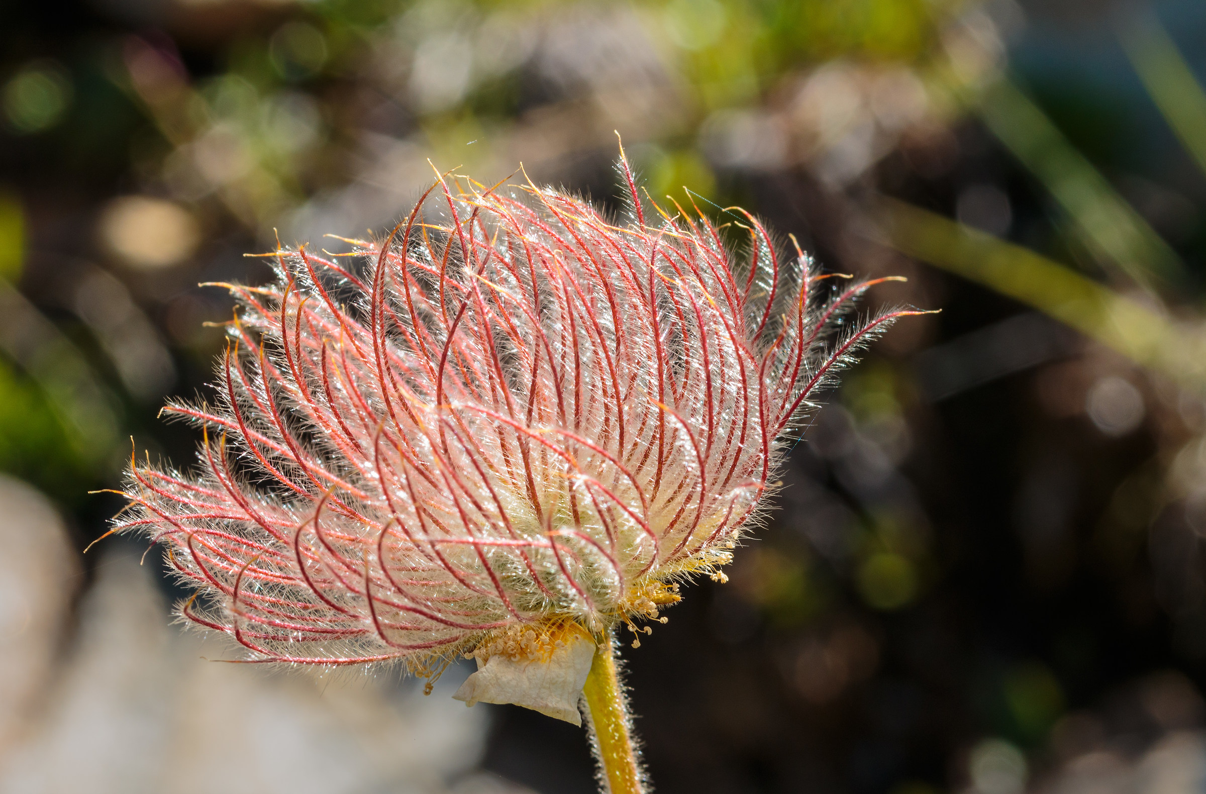 Alpine Anemone - Fruit.