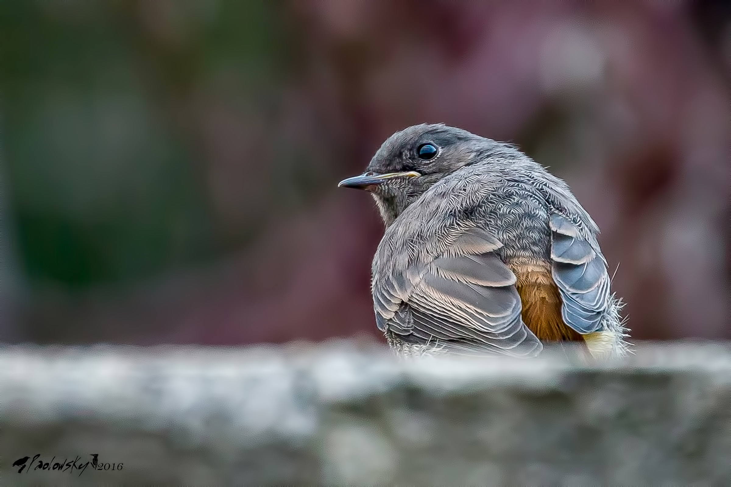 Piccolo Codirosso di periferia