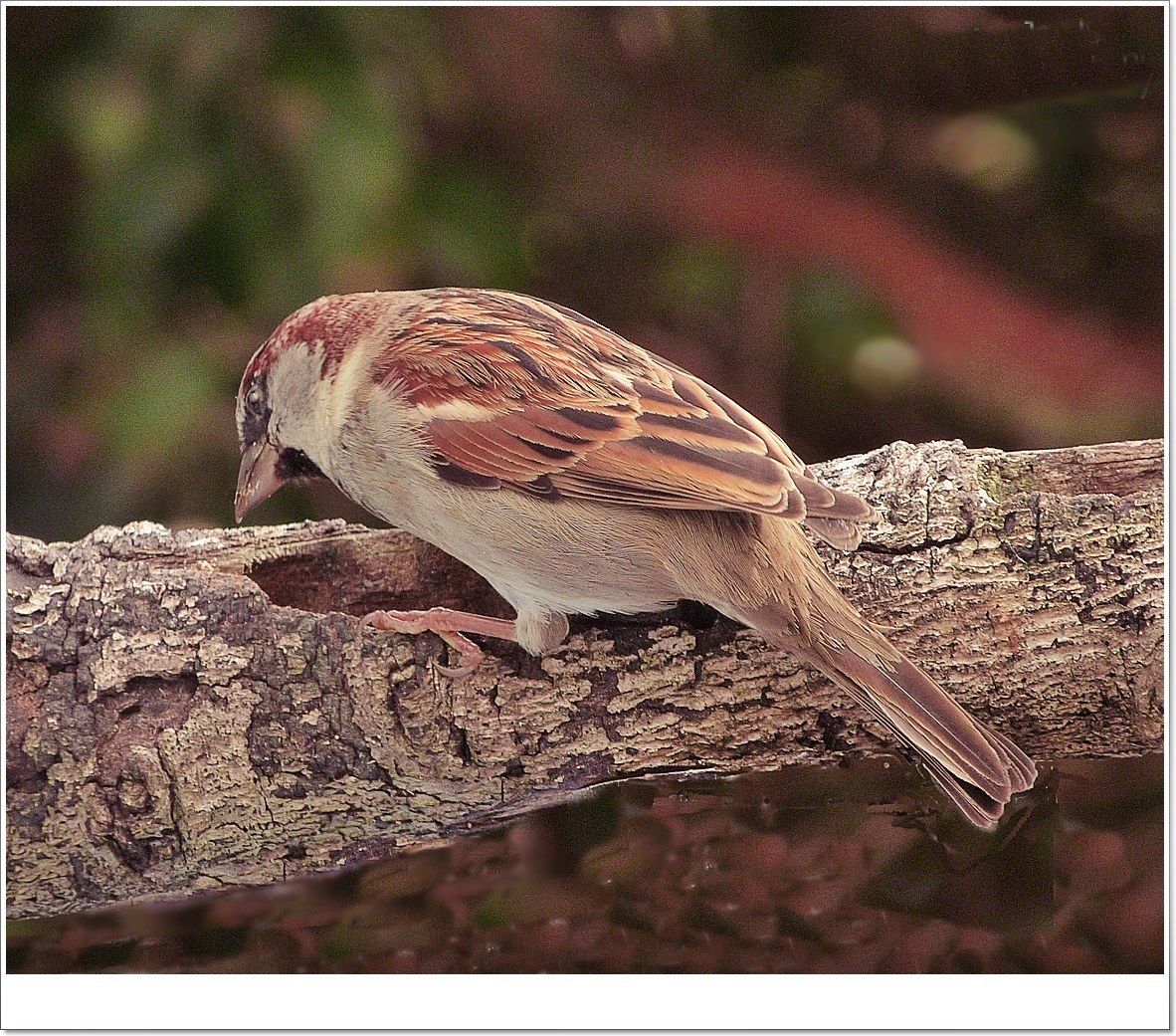 Sparrow feeding