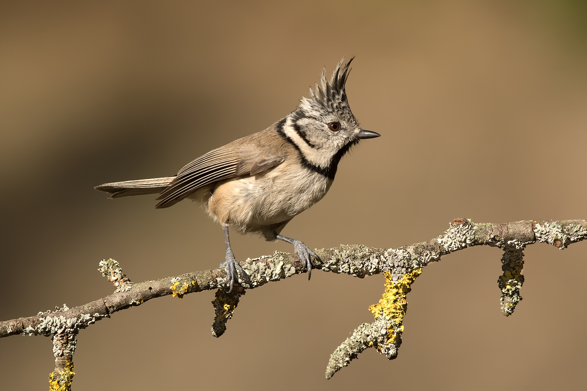 Crested Tit