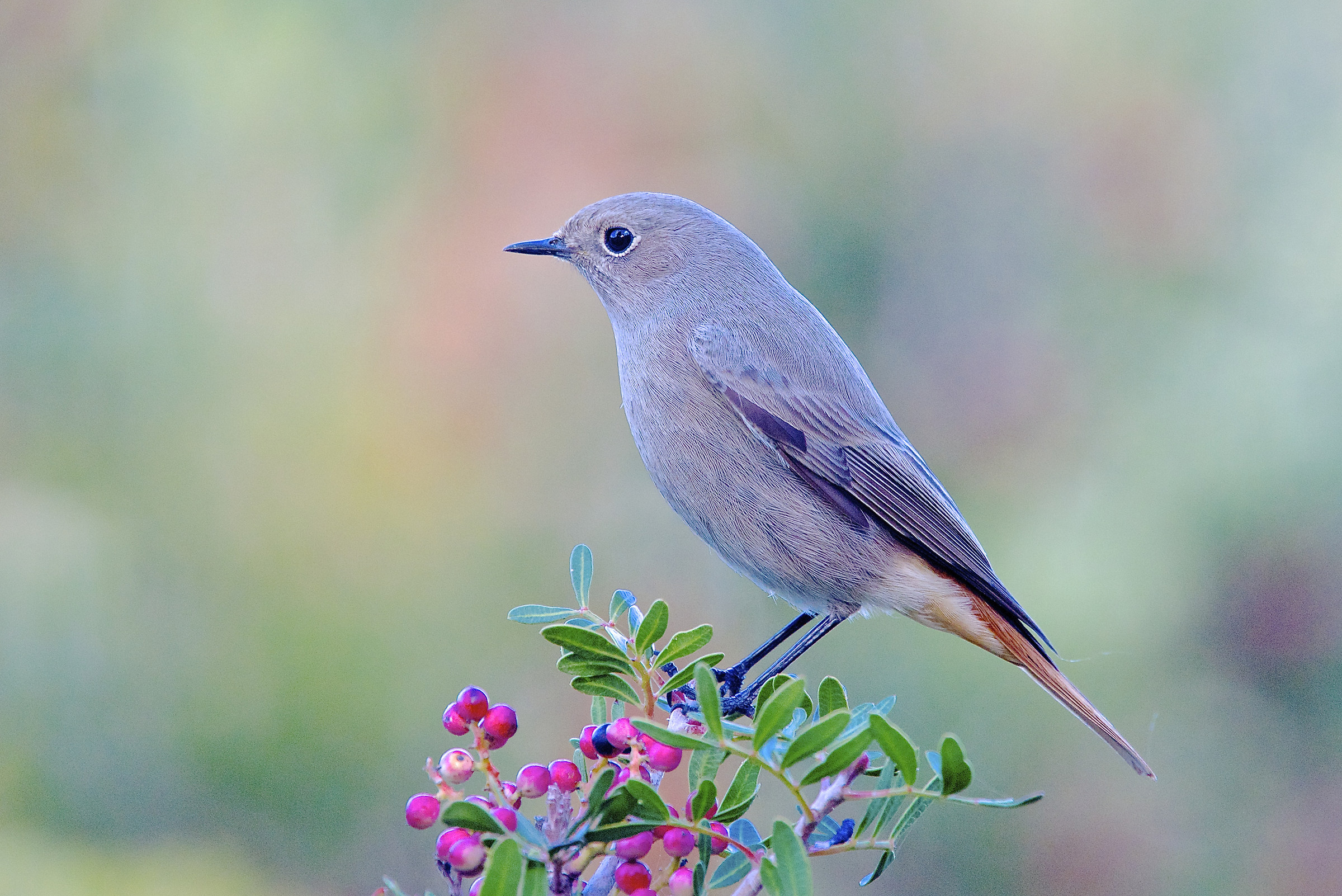 Codirosso spazzacamino