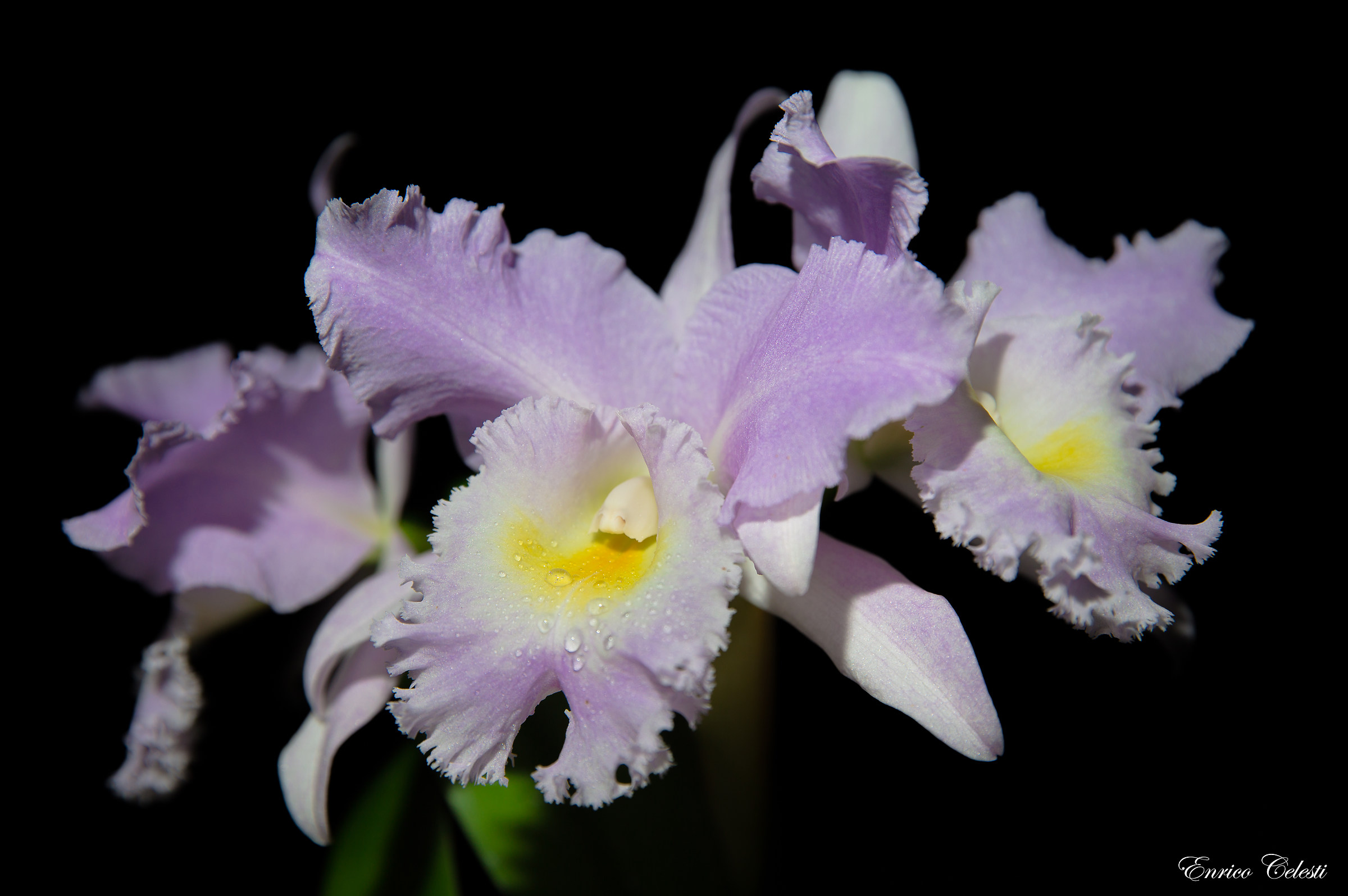 cattleya