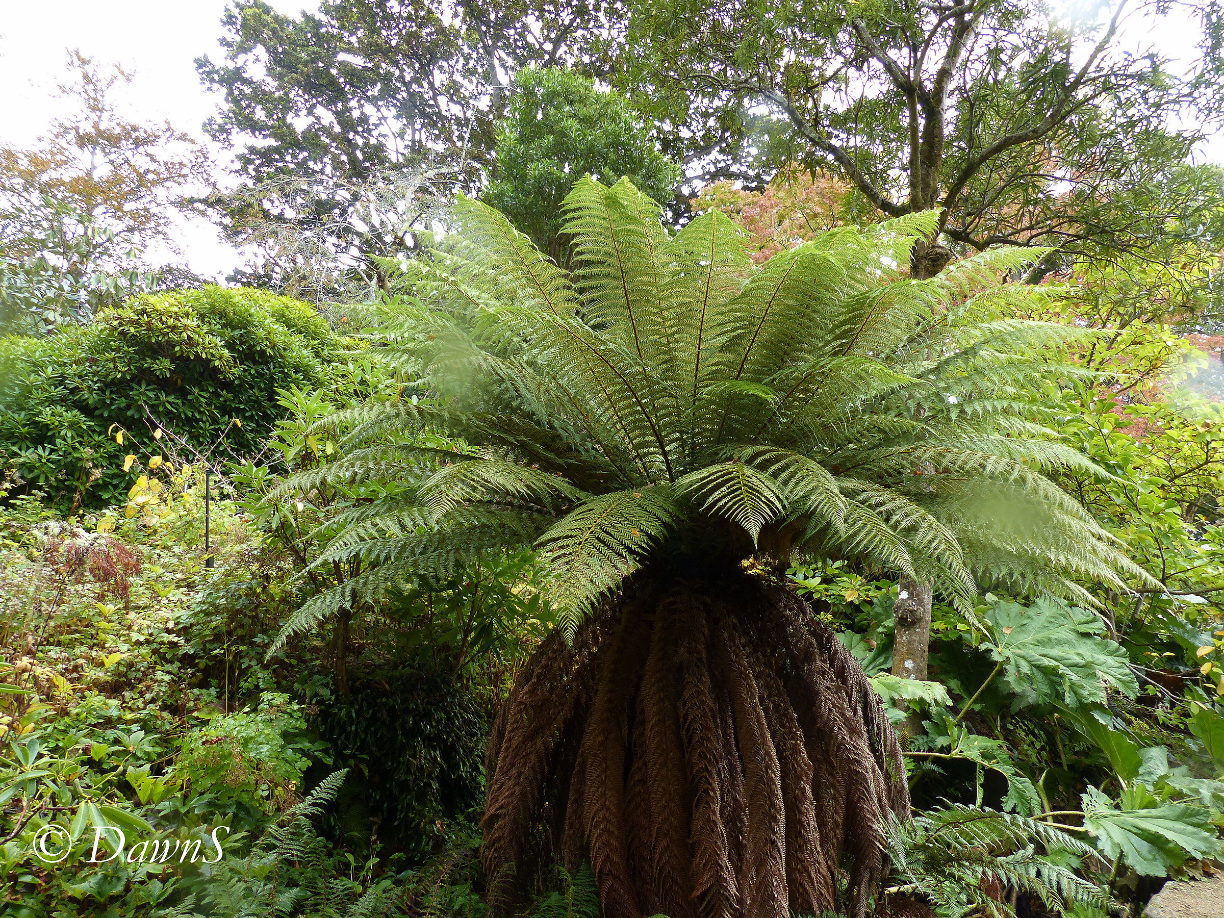 Tree Fern