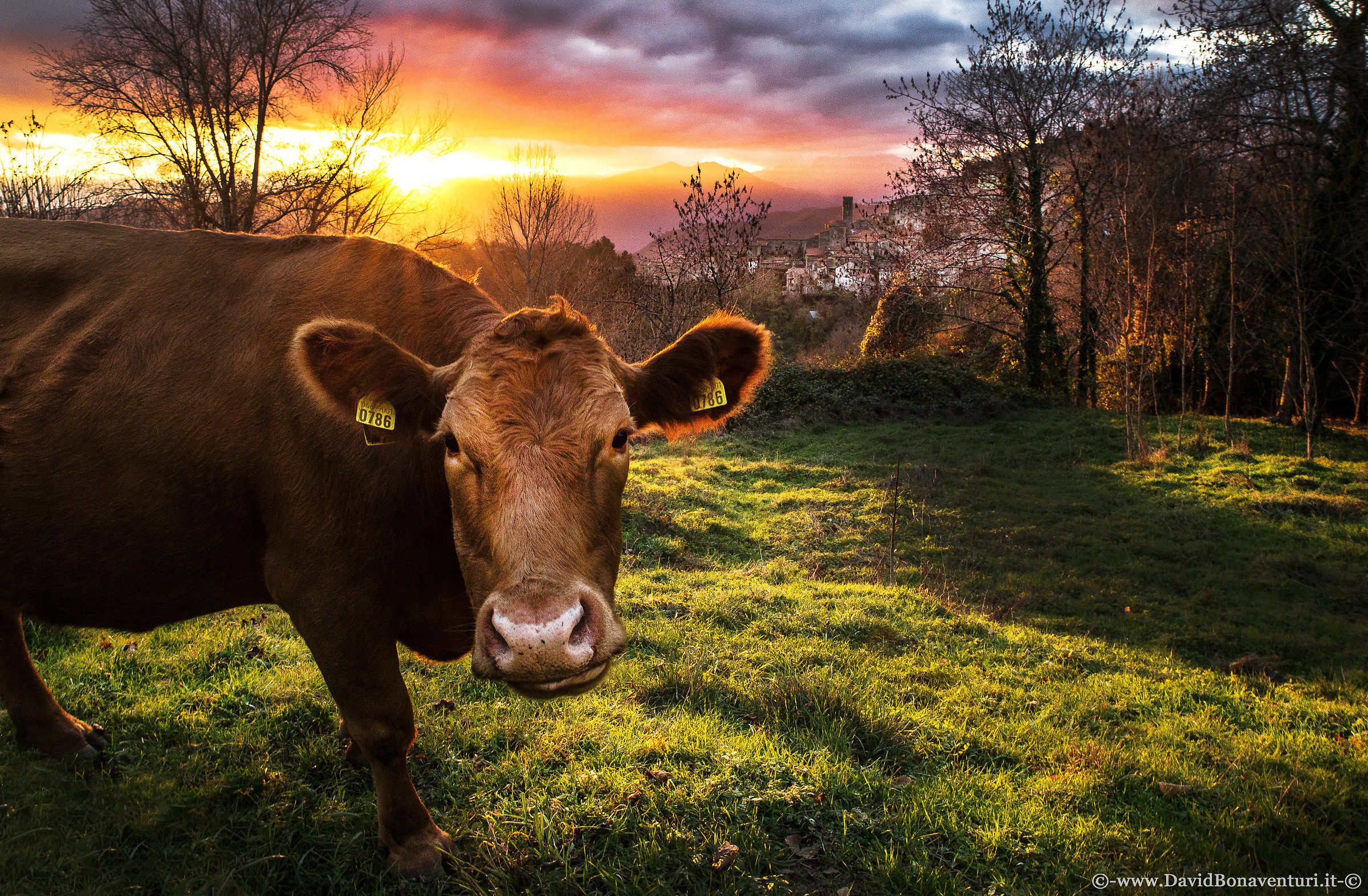 "The Essence of Montefegatesi"