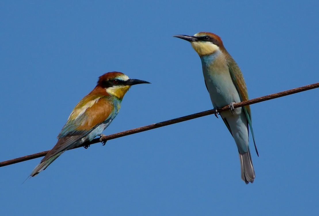 On the wire ........................
