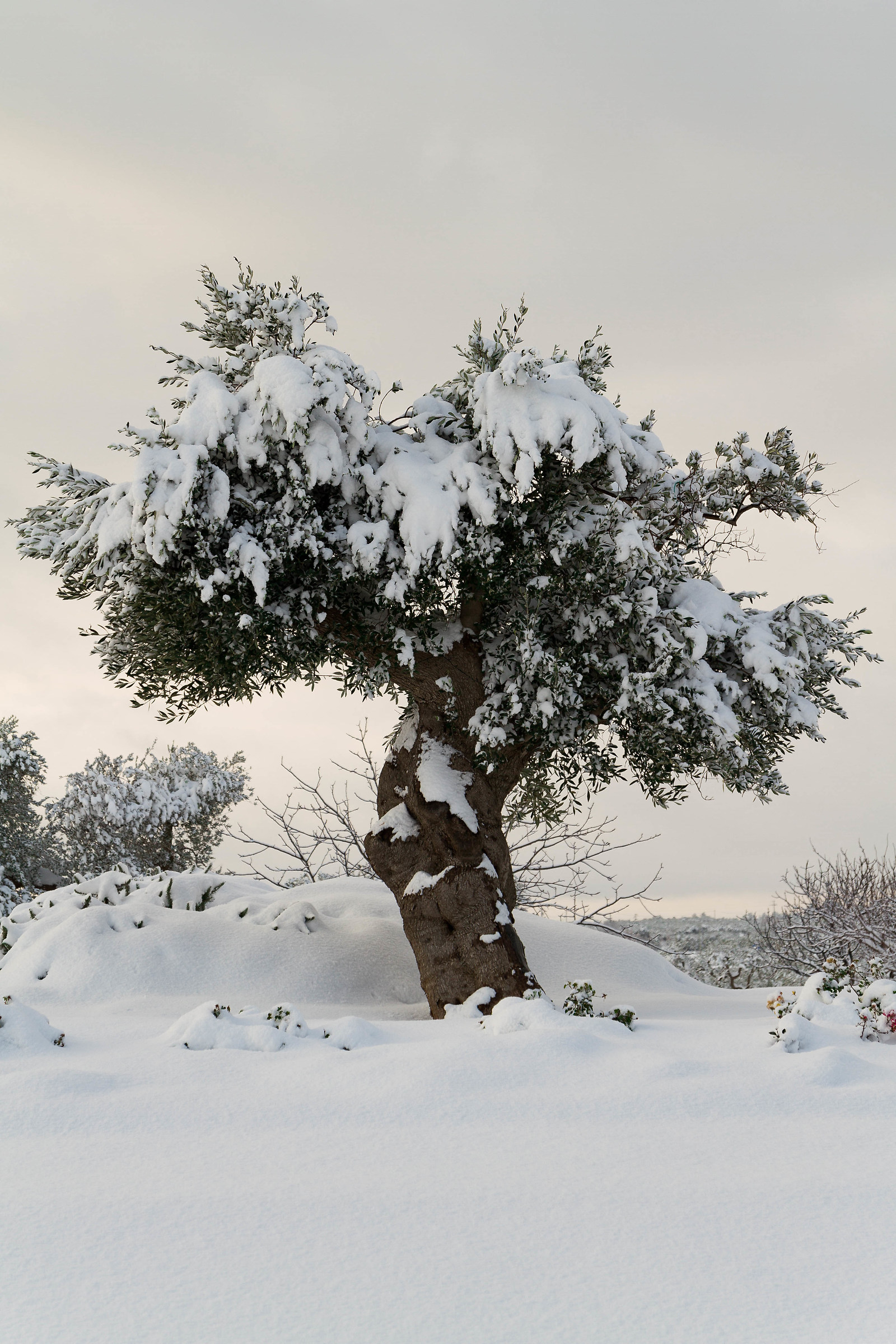 Ulivo snowy