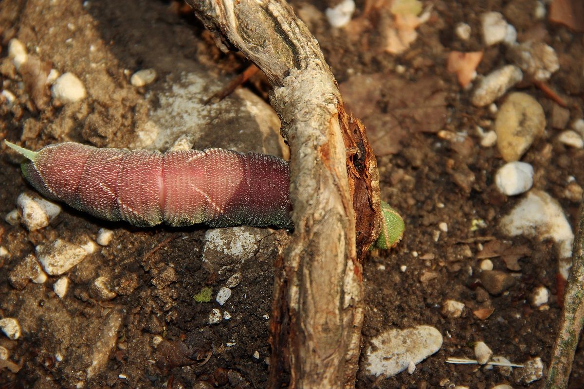 aiutooooooooooo sono rimasto incastrato!