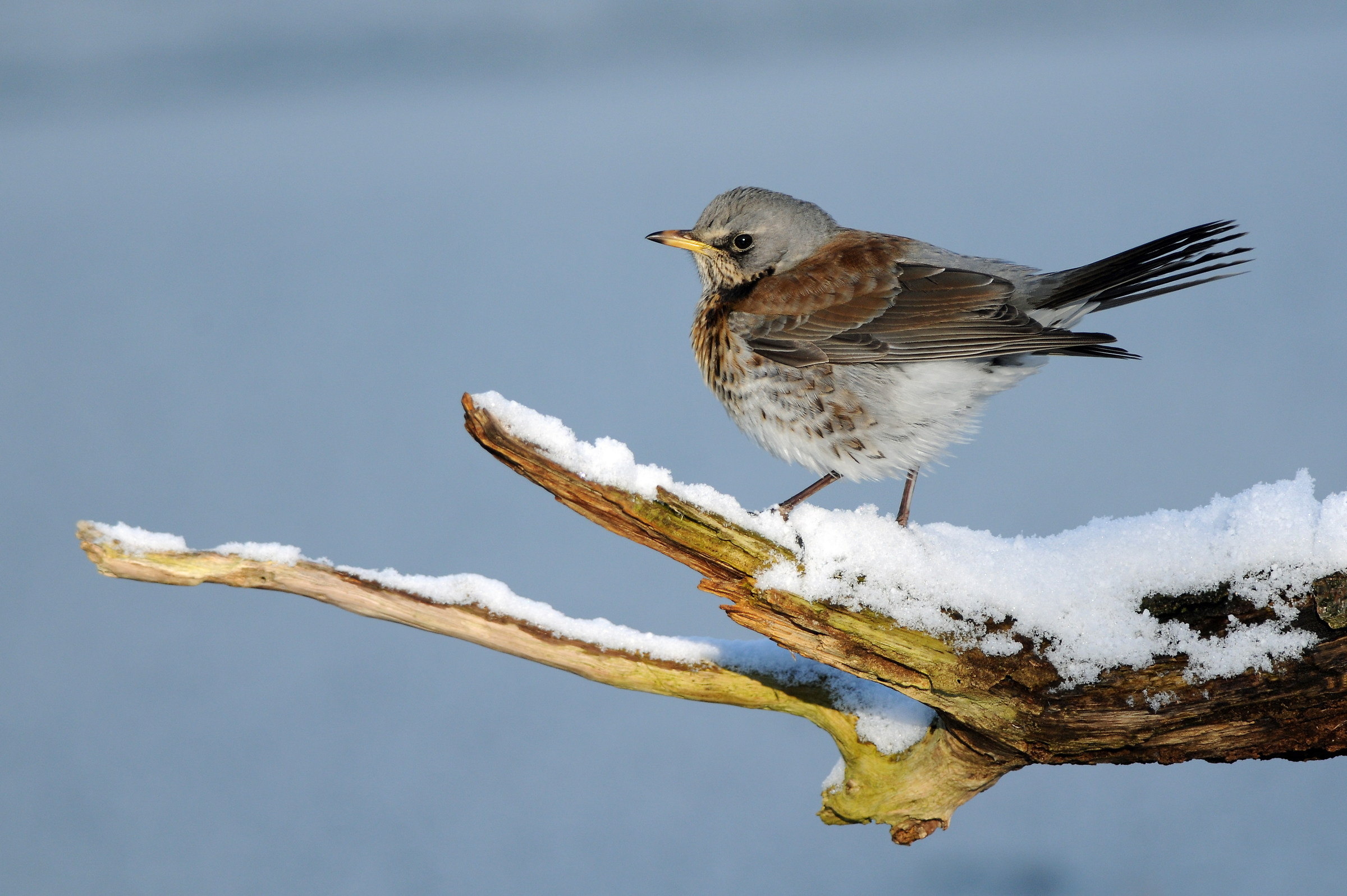 fieldfare