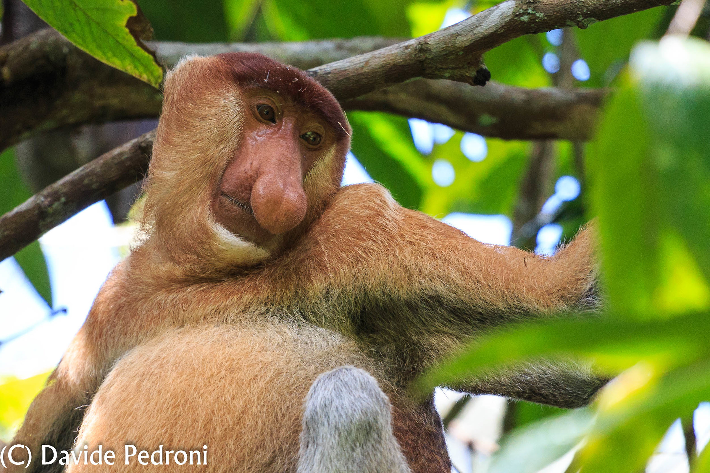Proboscis Monkey