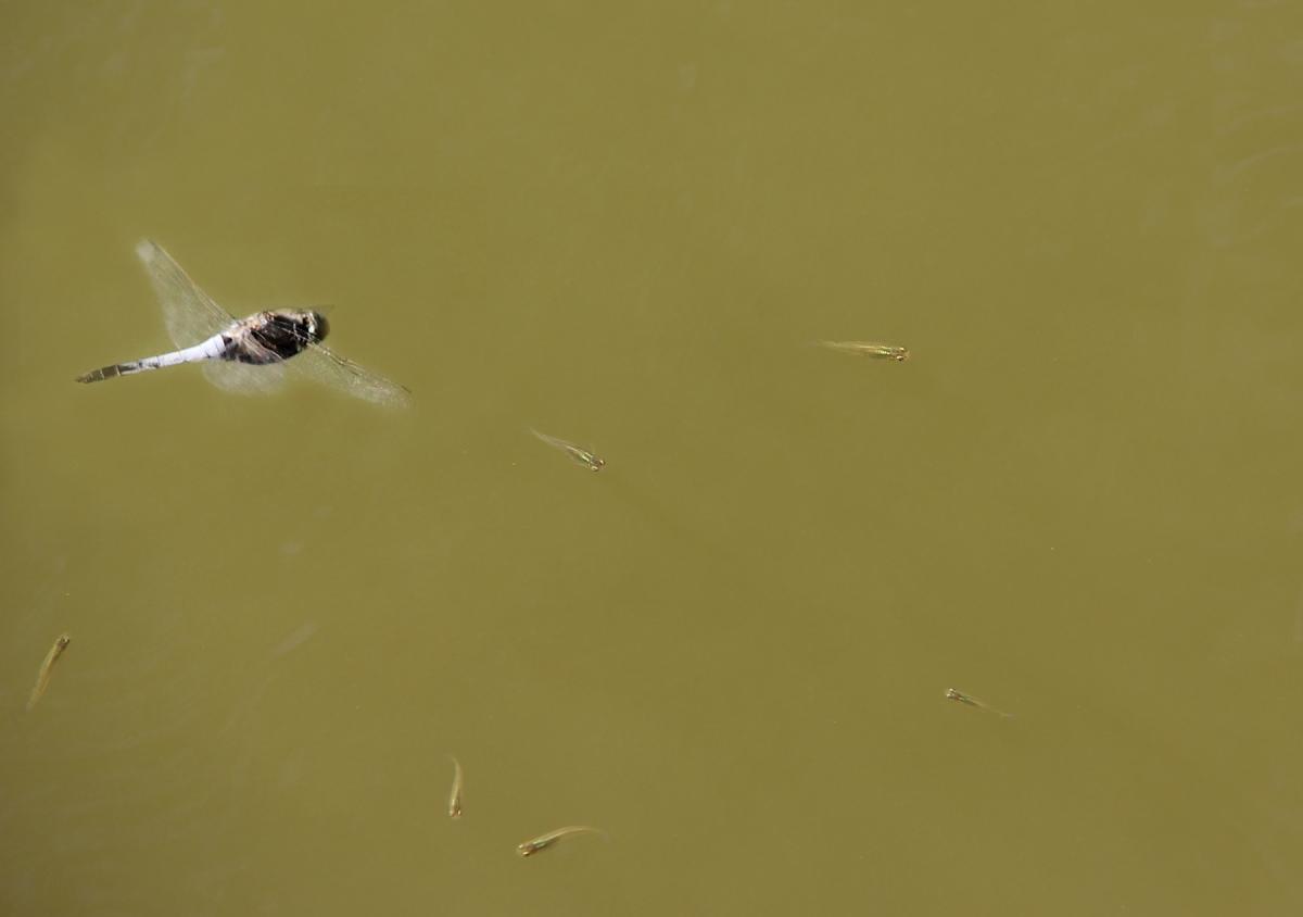 La libelula sorvola i pesciolini