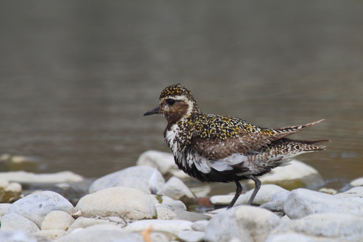 PIviere dorato in abito estivo