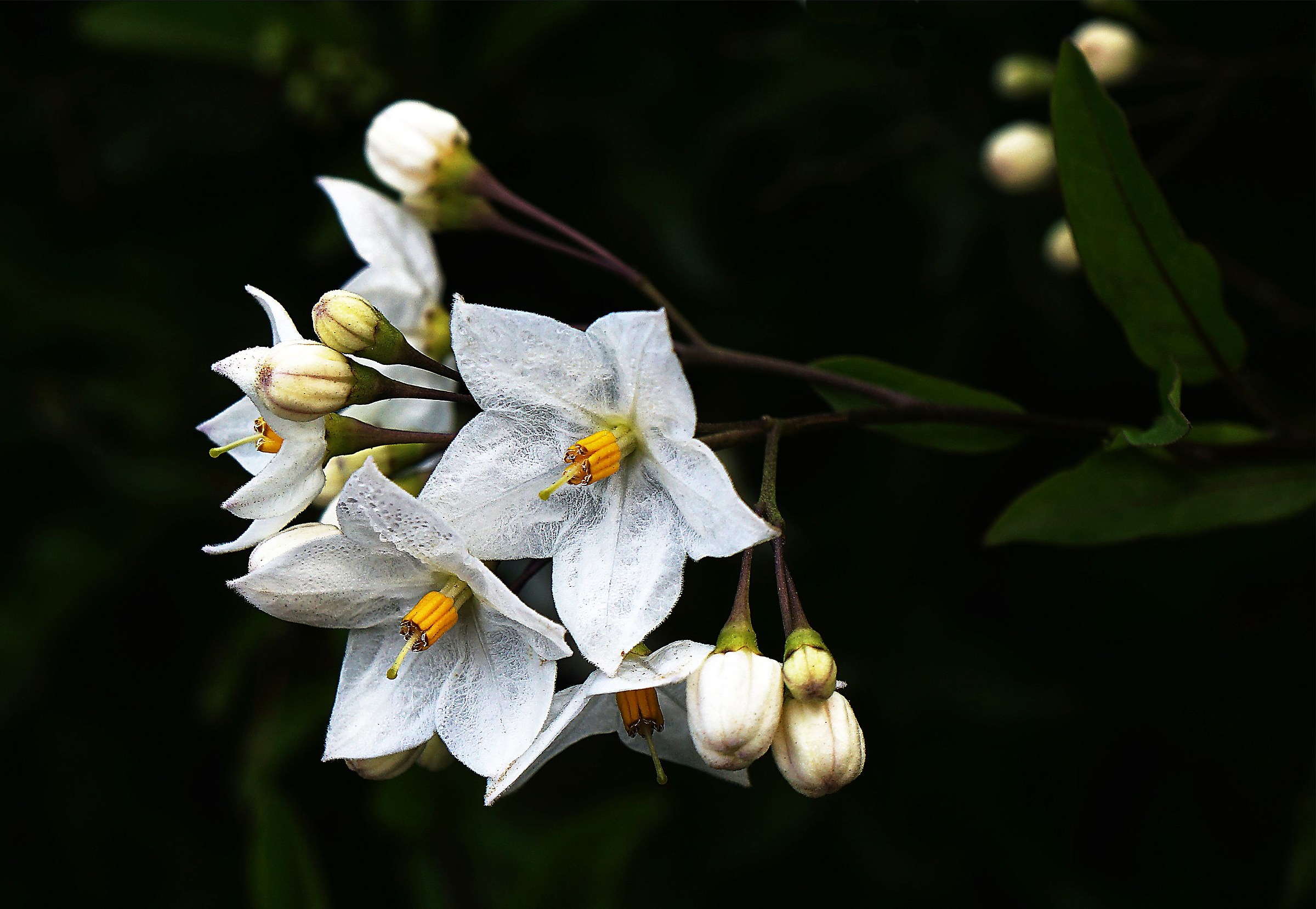 Petals like white lace