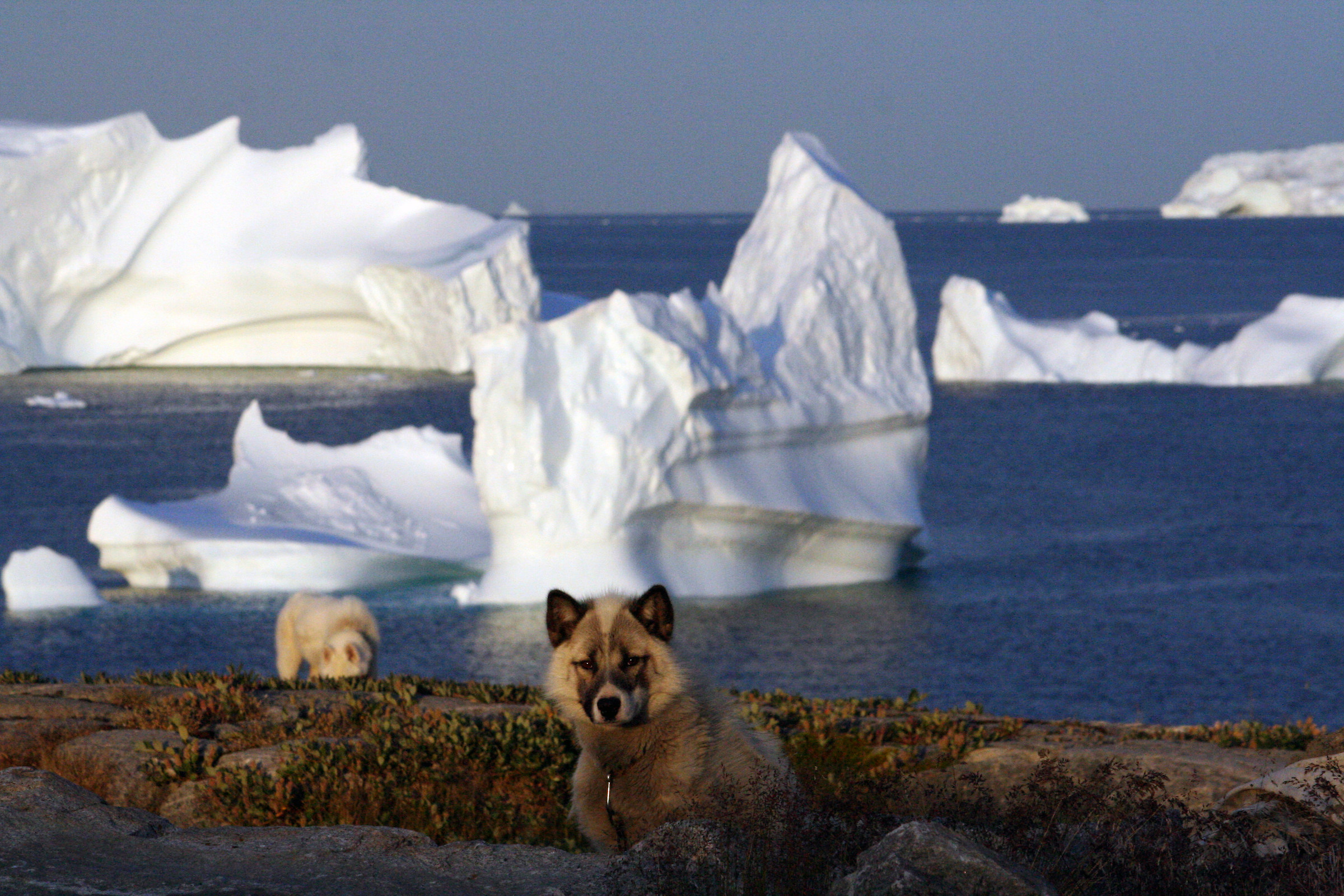 Husky ad Ilulissat