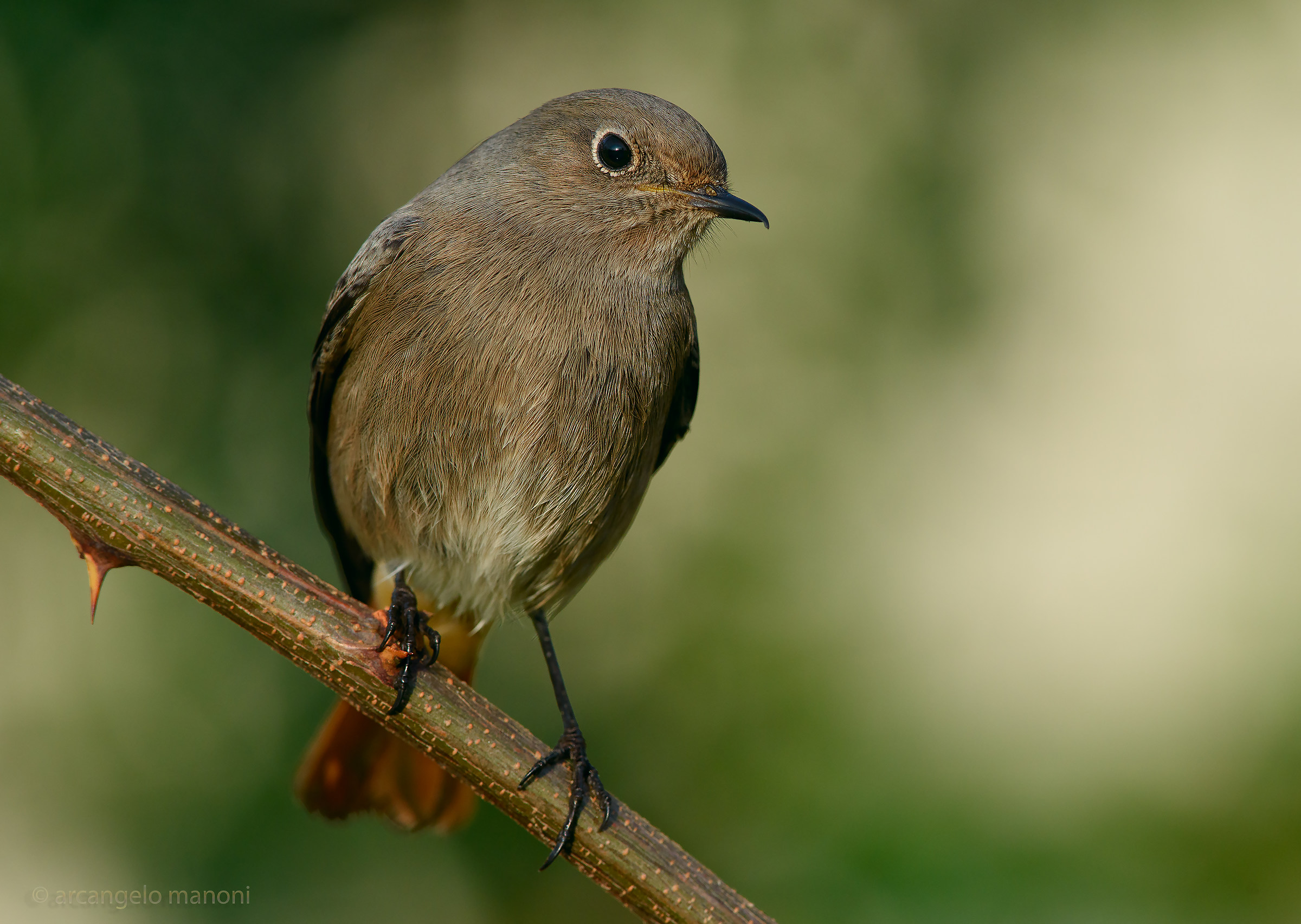 It will be male or fe3mmina this chimney sweep?