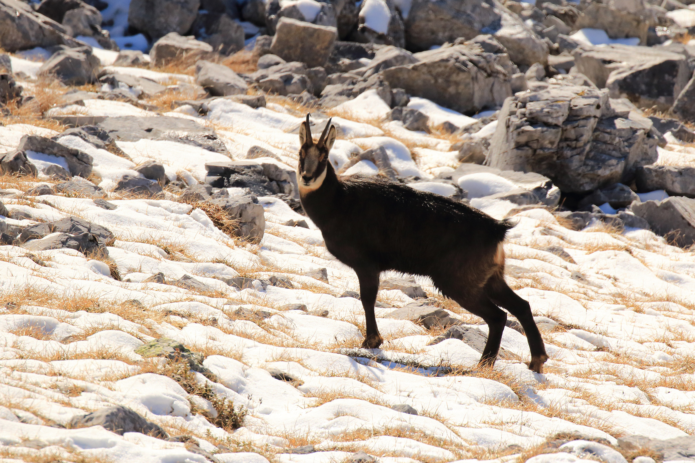 chamois is' meditating