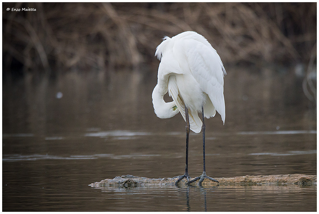 white heron