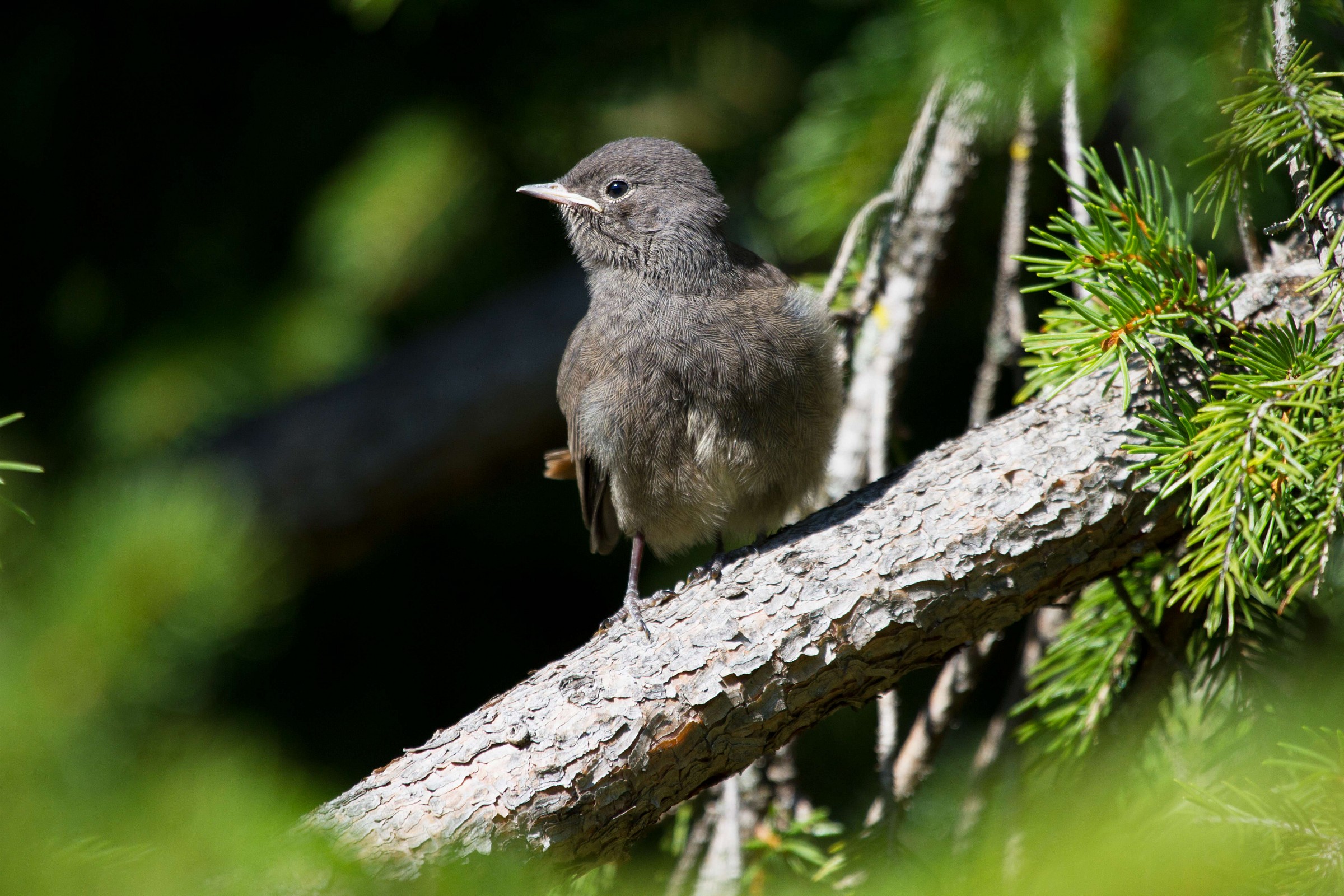 Pullo di Codirosso Spazzacamino