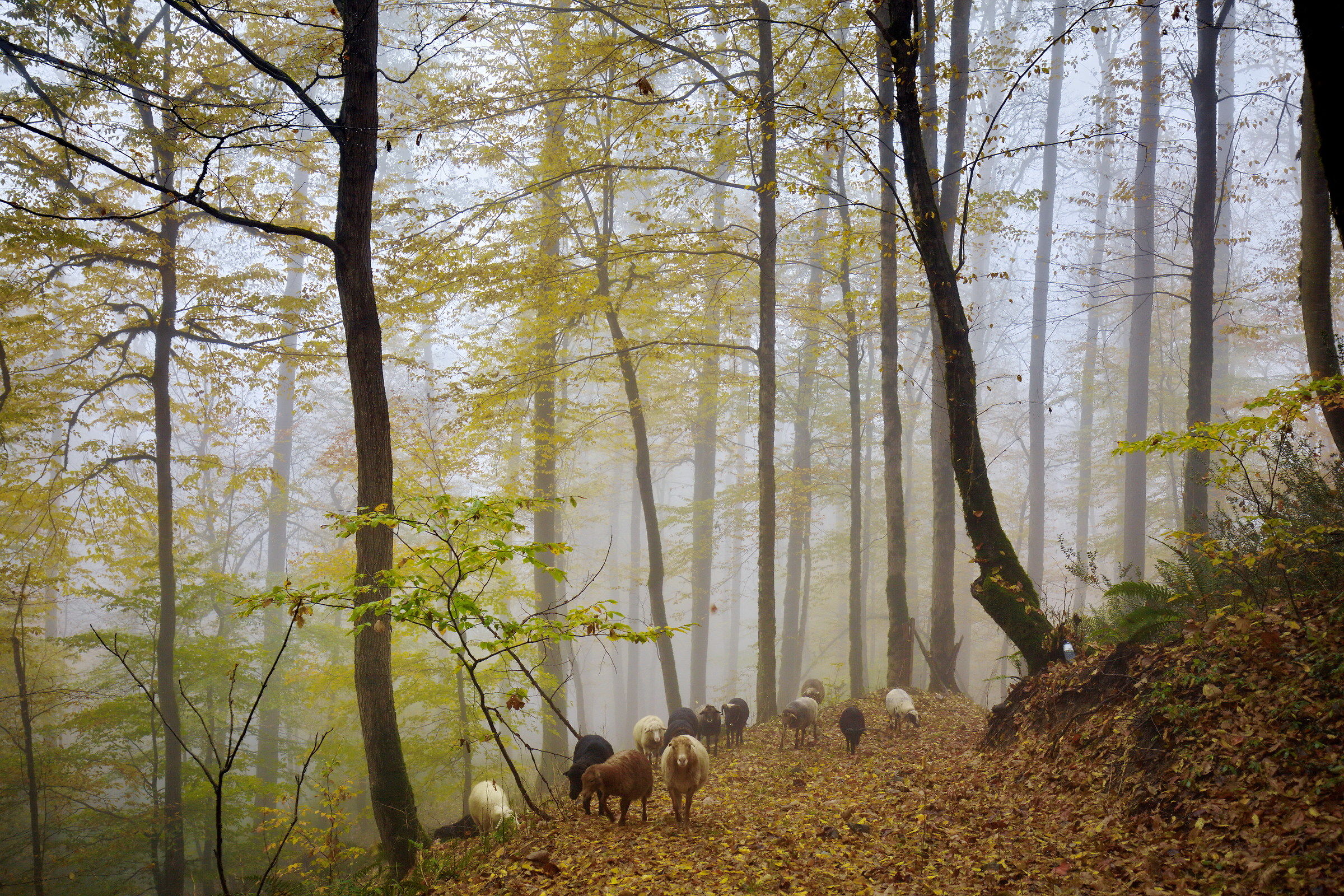 the sheep in the fog