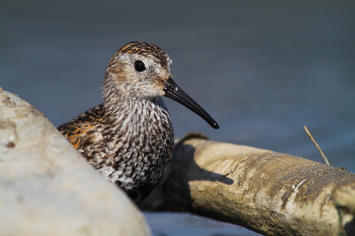 Piovanello pancianera