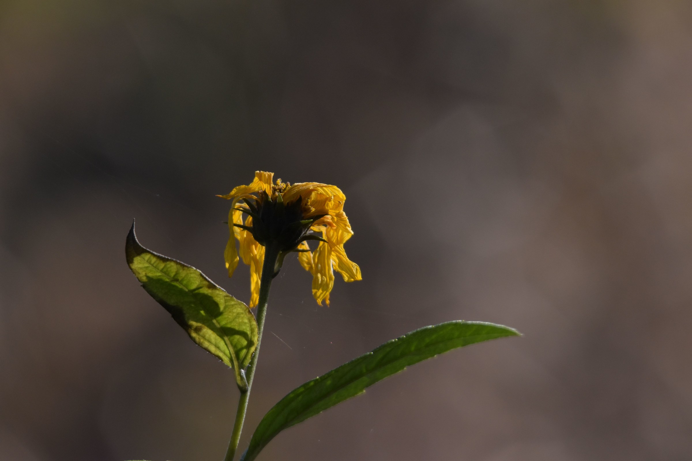 Cosa bella e mortal passa e non dura (F Petrarca)