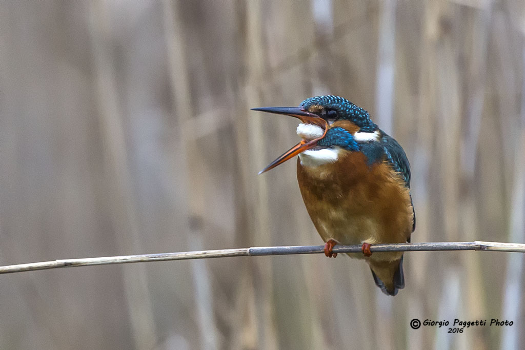 MartinPescatore rigurgito della borra