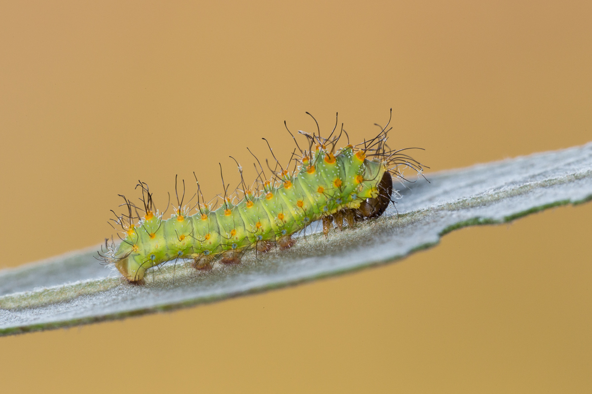 Antheraea pernyi - caterpillar to the second stage