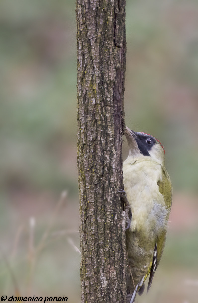 green woodpecker