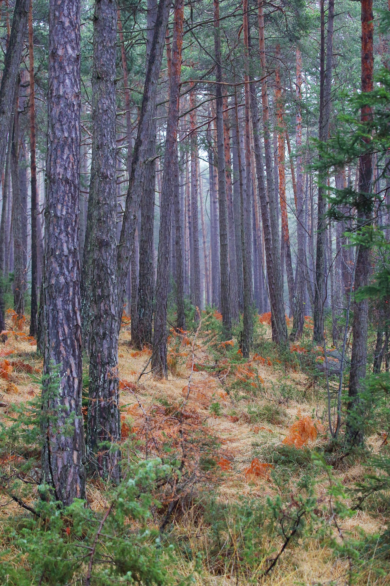 Autumn forest