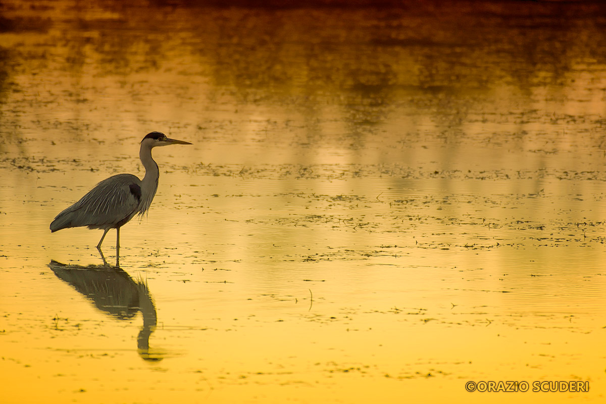 The last shot evening ...