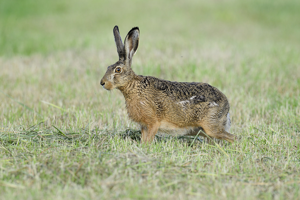 Hare