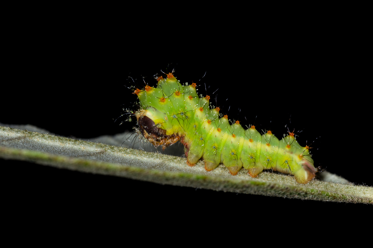 Antheraea pernyi - caterpillar in the third stage