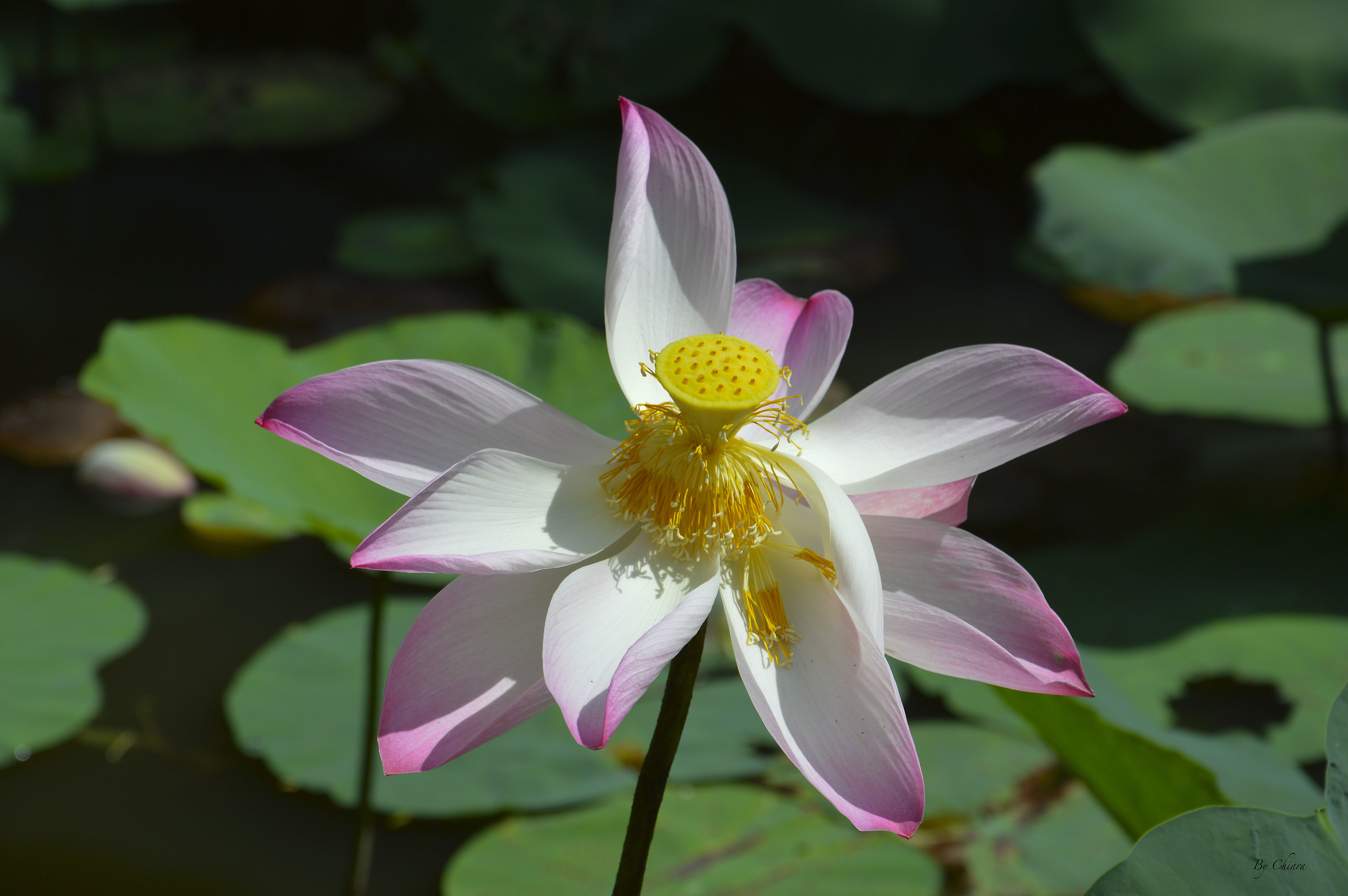 Lotus flower