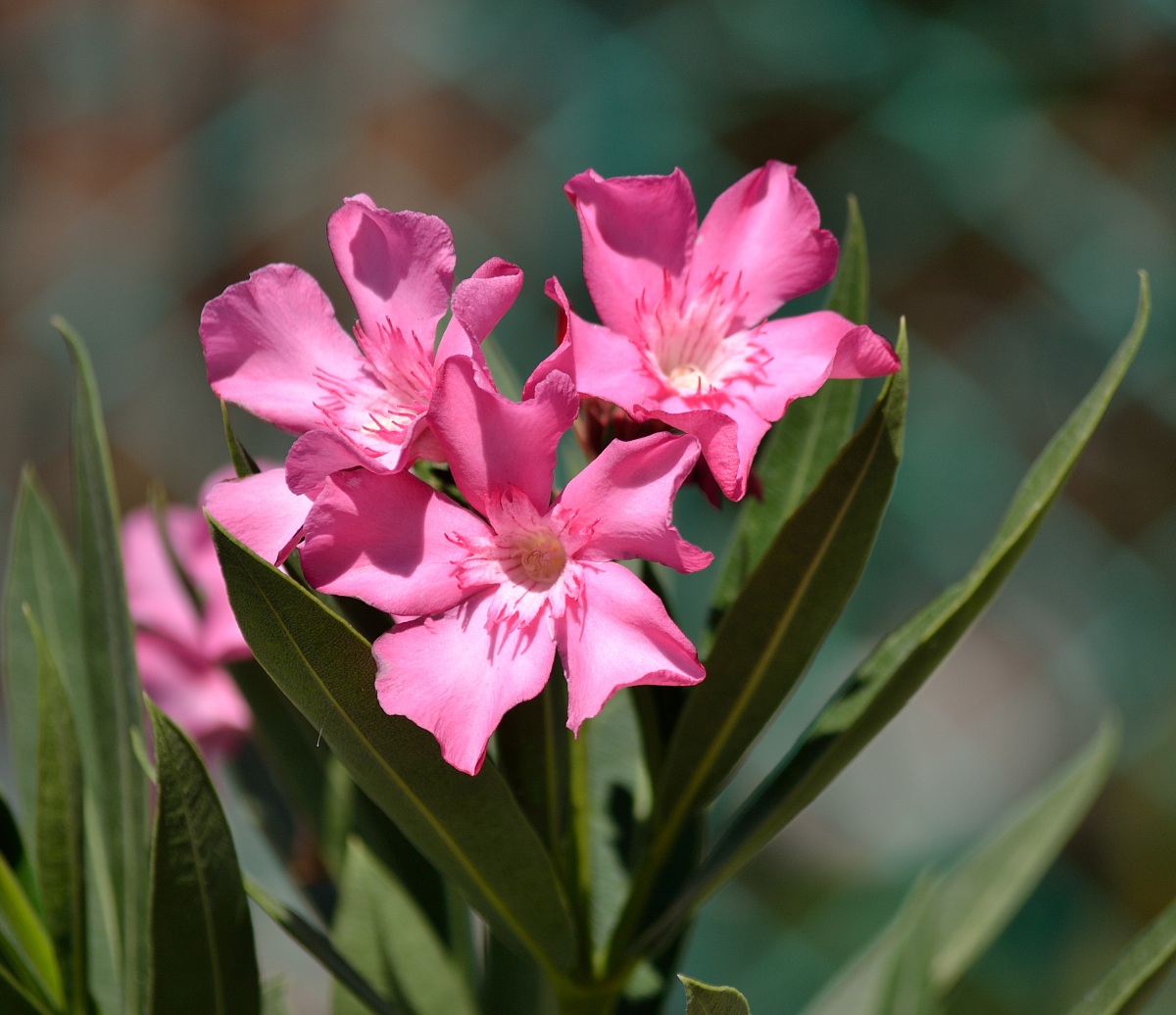 Mazze di San Giuseppe