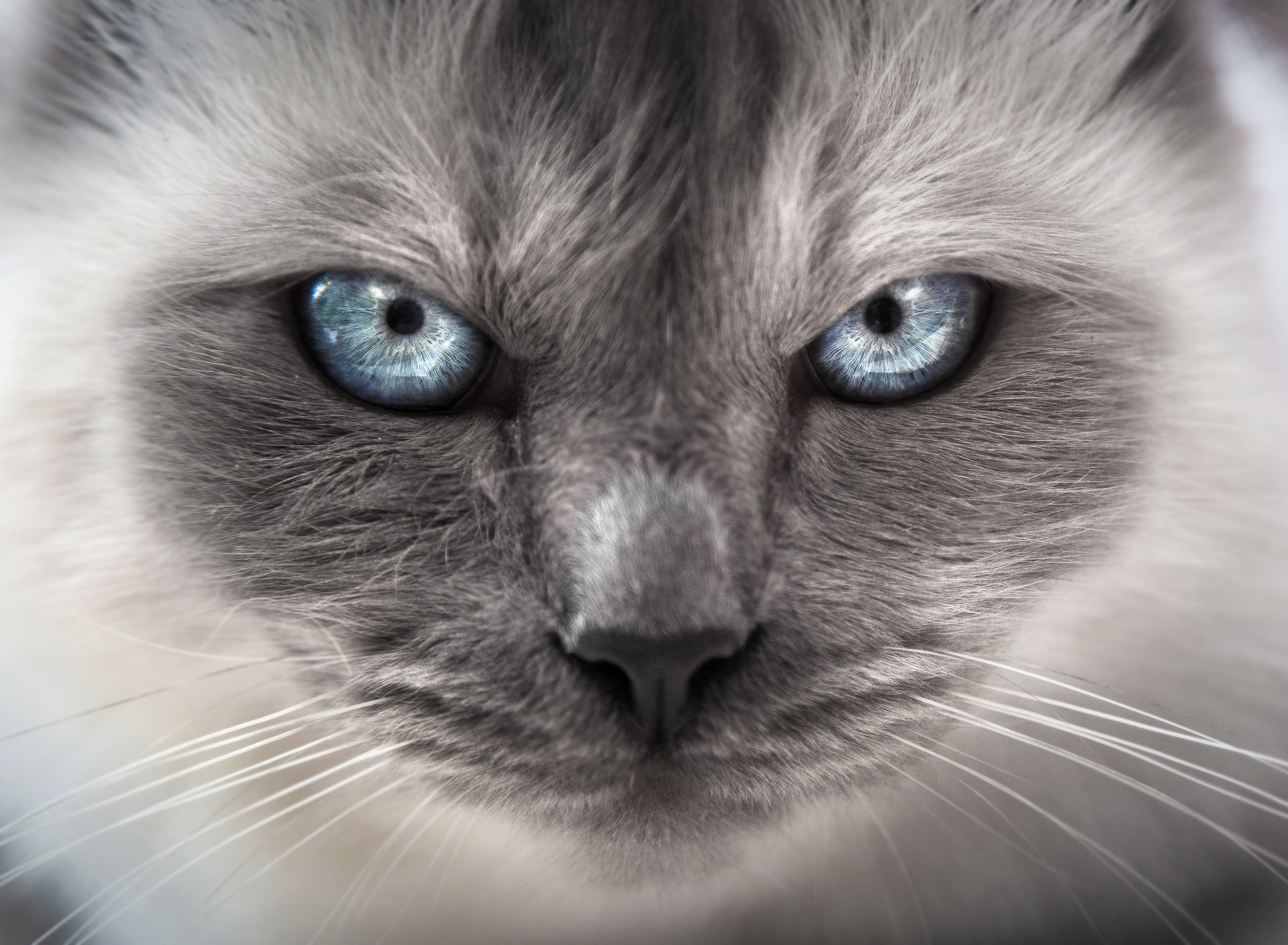 The cat with human eyes