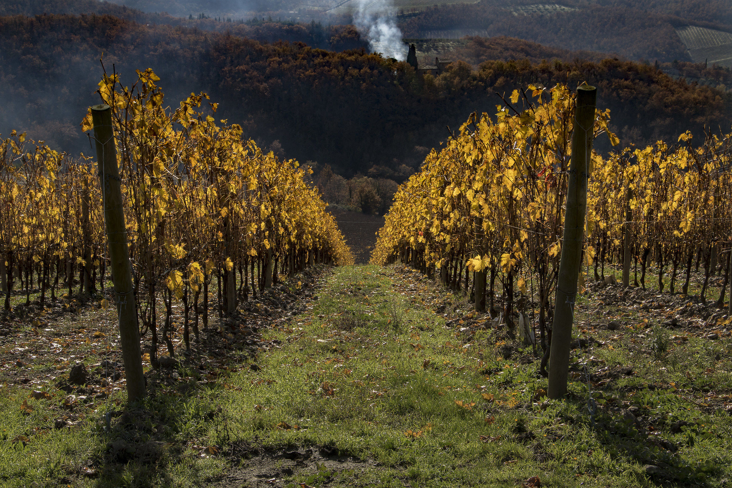 Vigneto d'Autunno