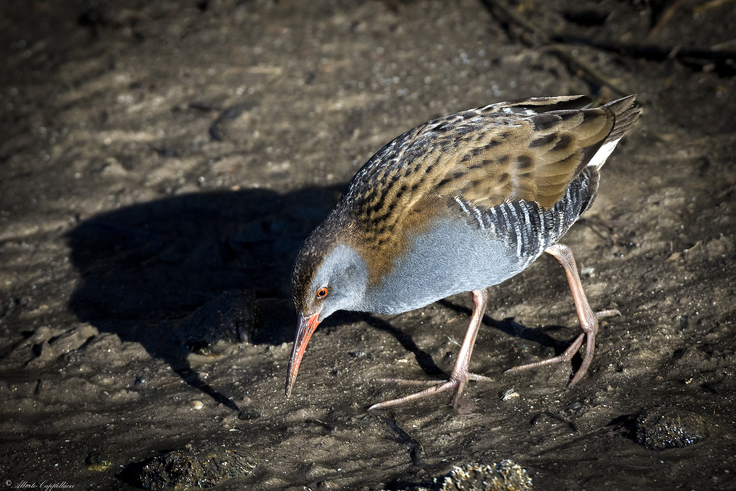 Water Rail