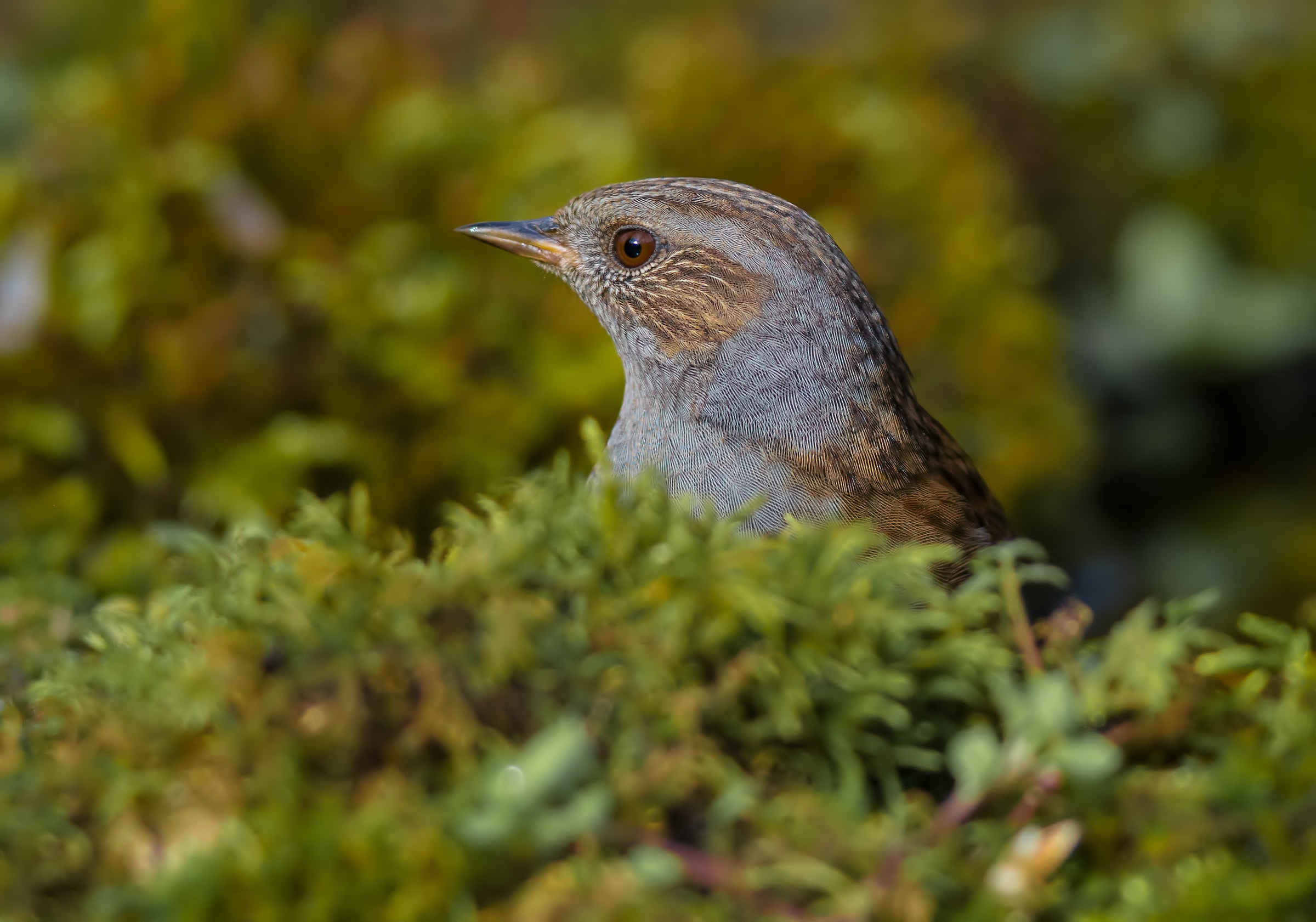 Dunnock in the moss