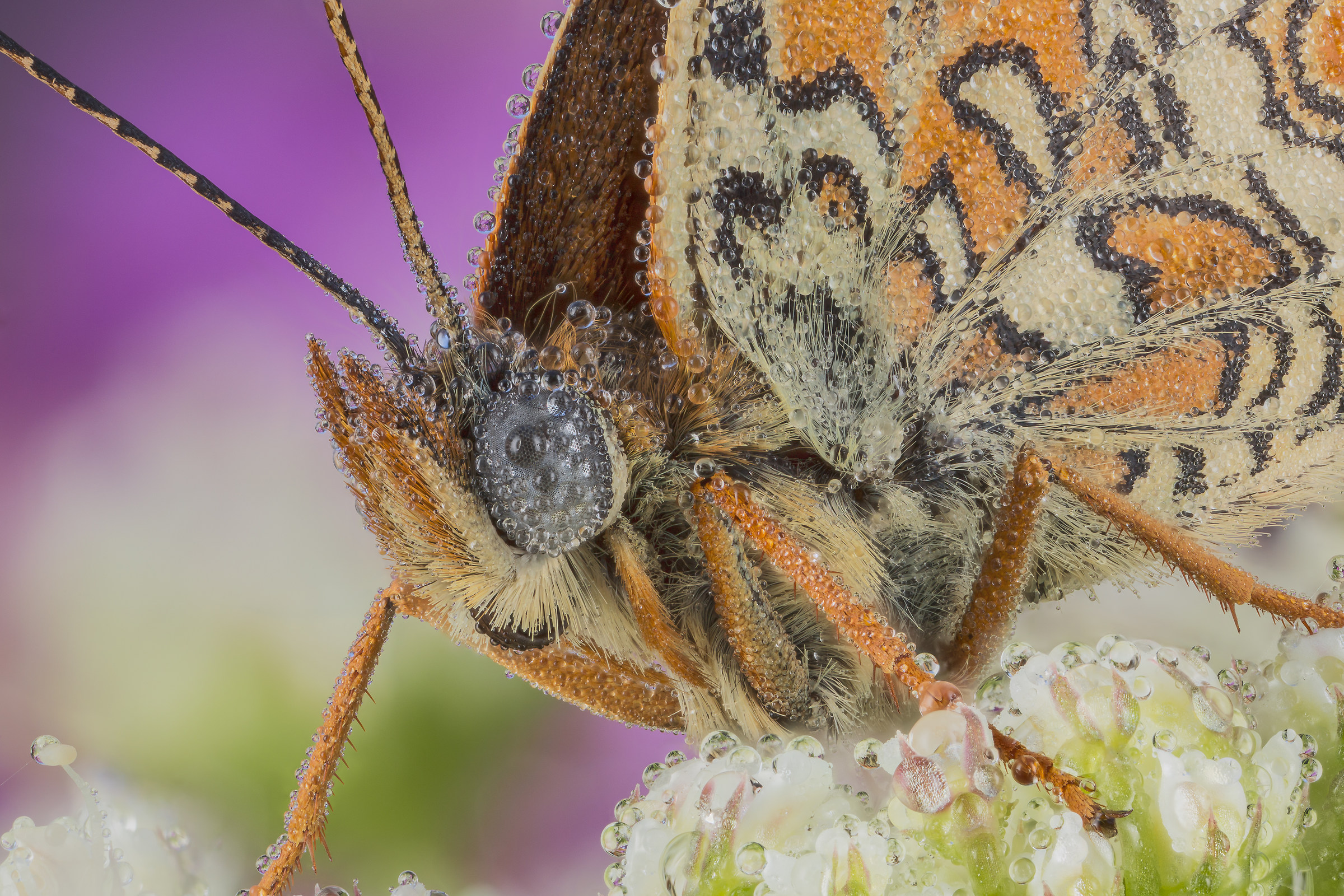 Melitaea