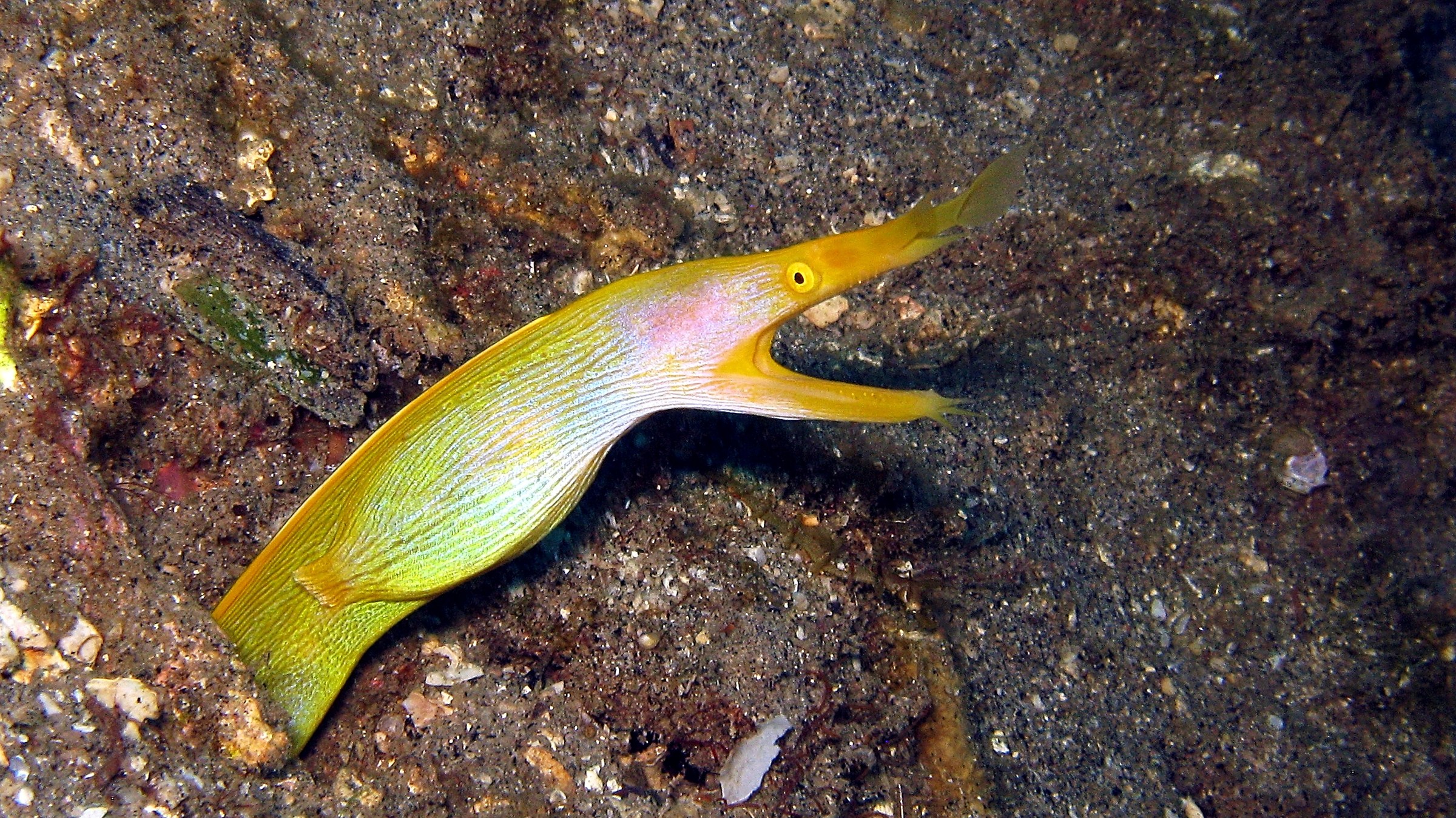 Murena nastro gialla