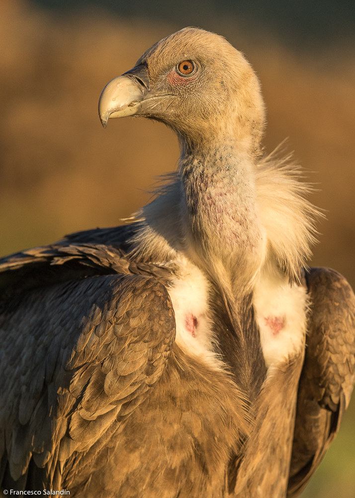 Vulture