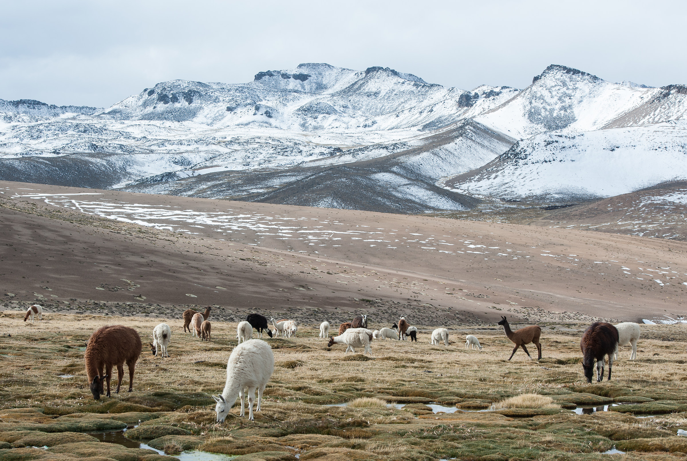 Llamas and alpacas grazing