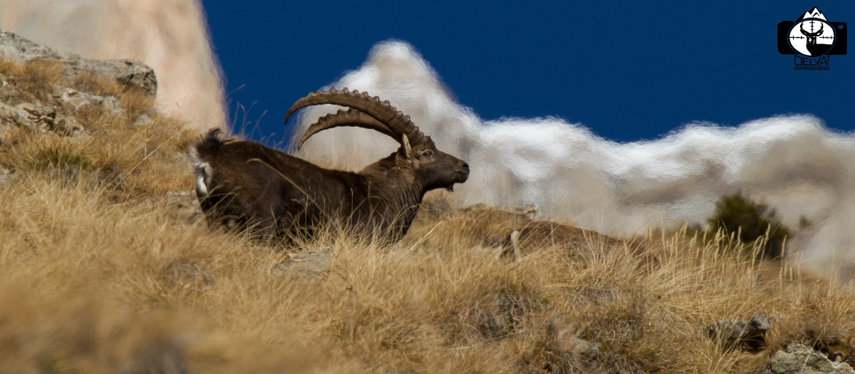 Sull'alpe dello stambecco.