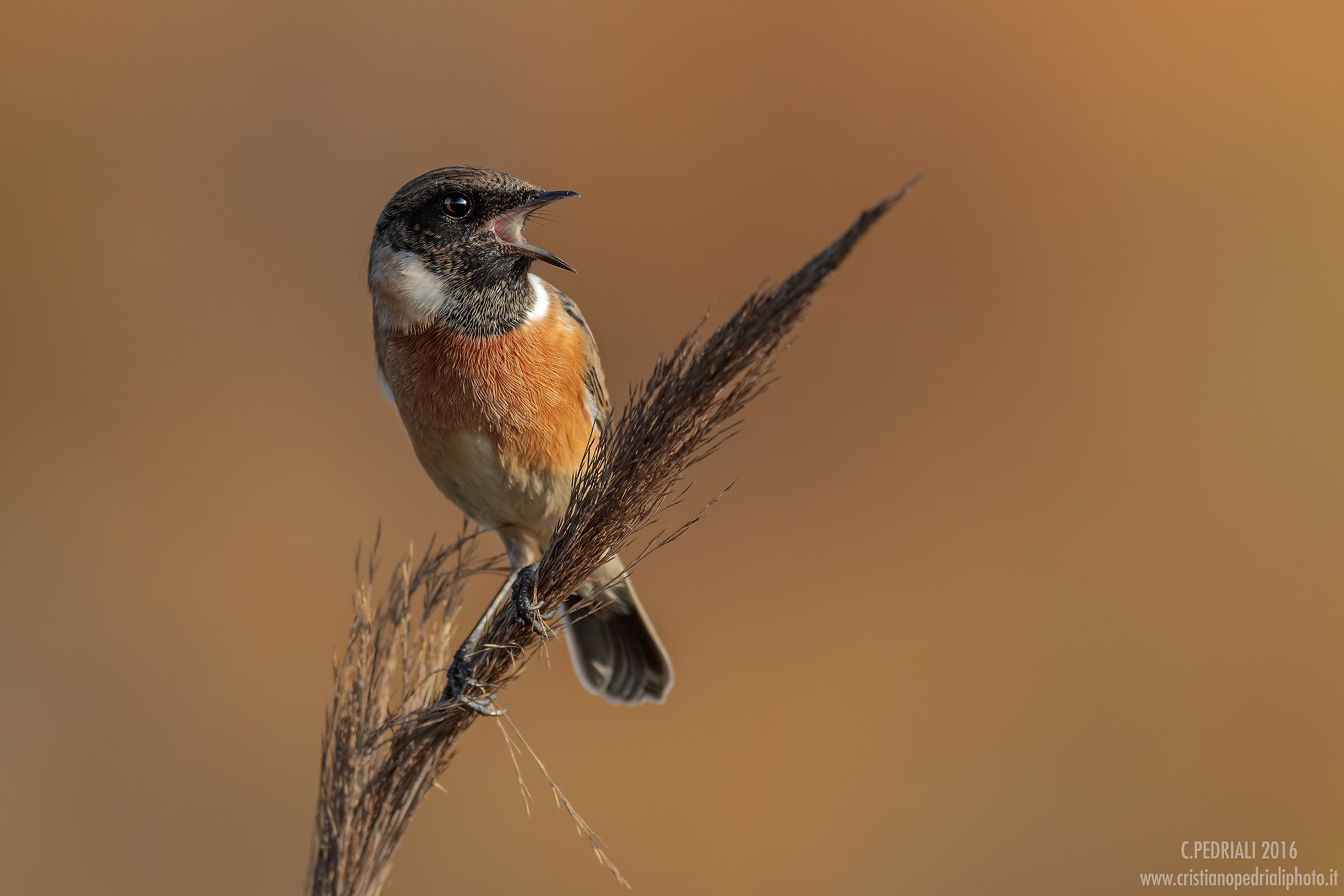 Male Stonechat in singing the last light ...