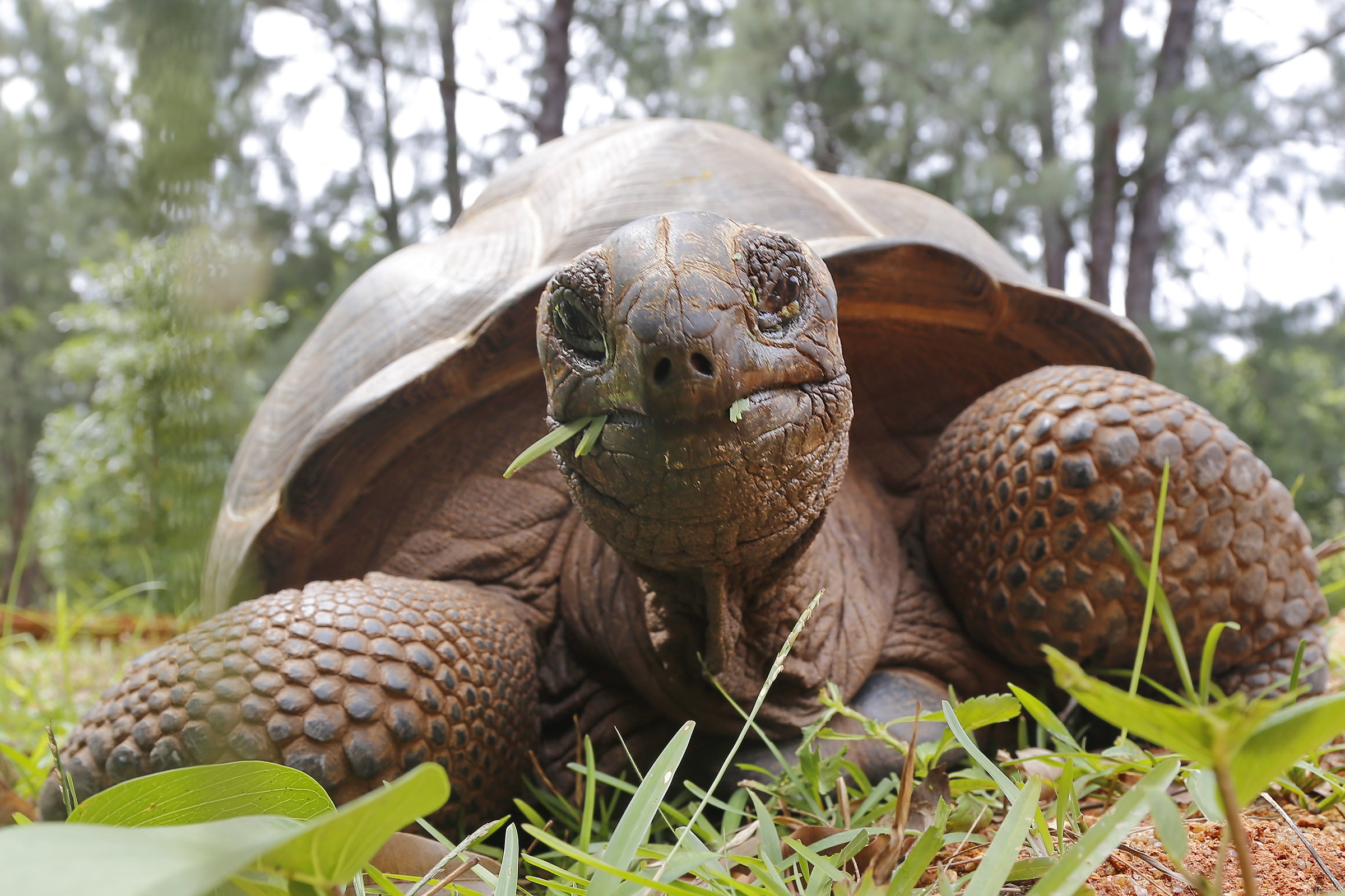 Giant turtle "disturbed" during a snack ..