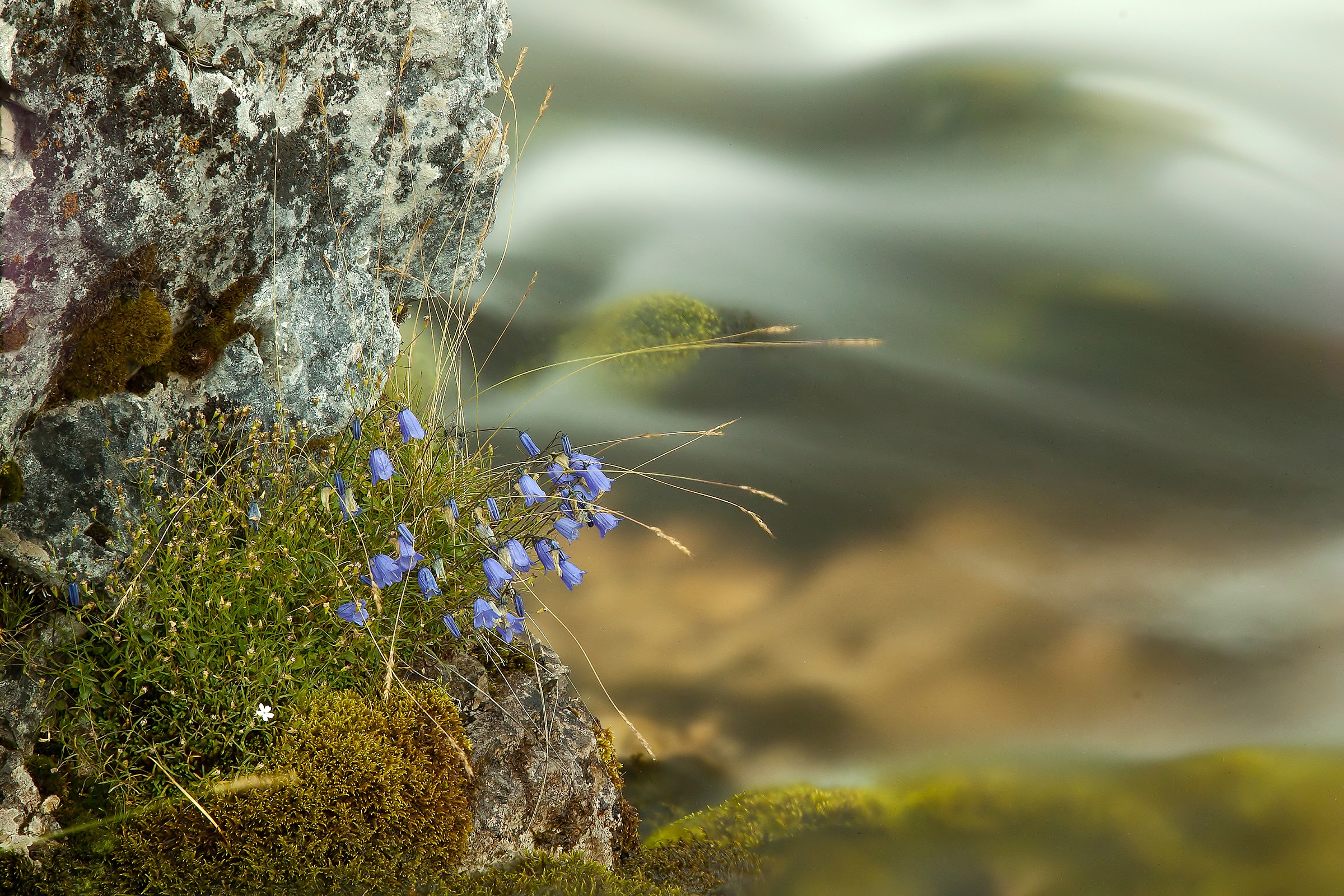 Vicino al rifugio Fanes - Campanula dei ghiaioni