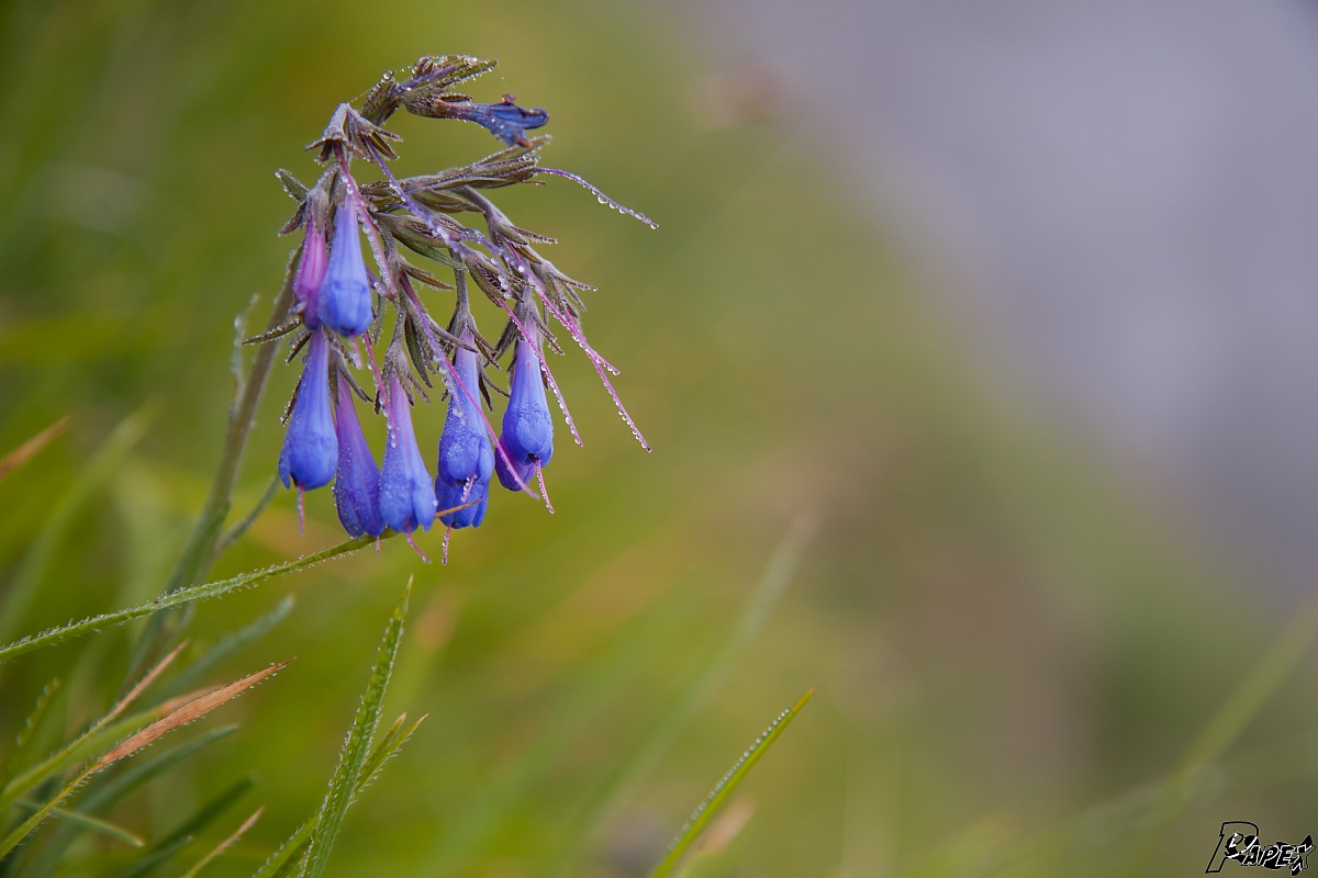 campanula dei ghiaioni