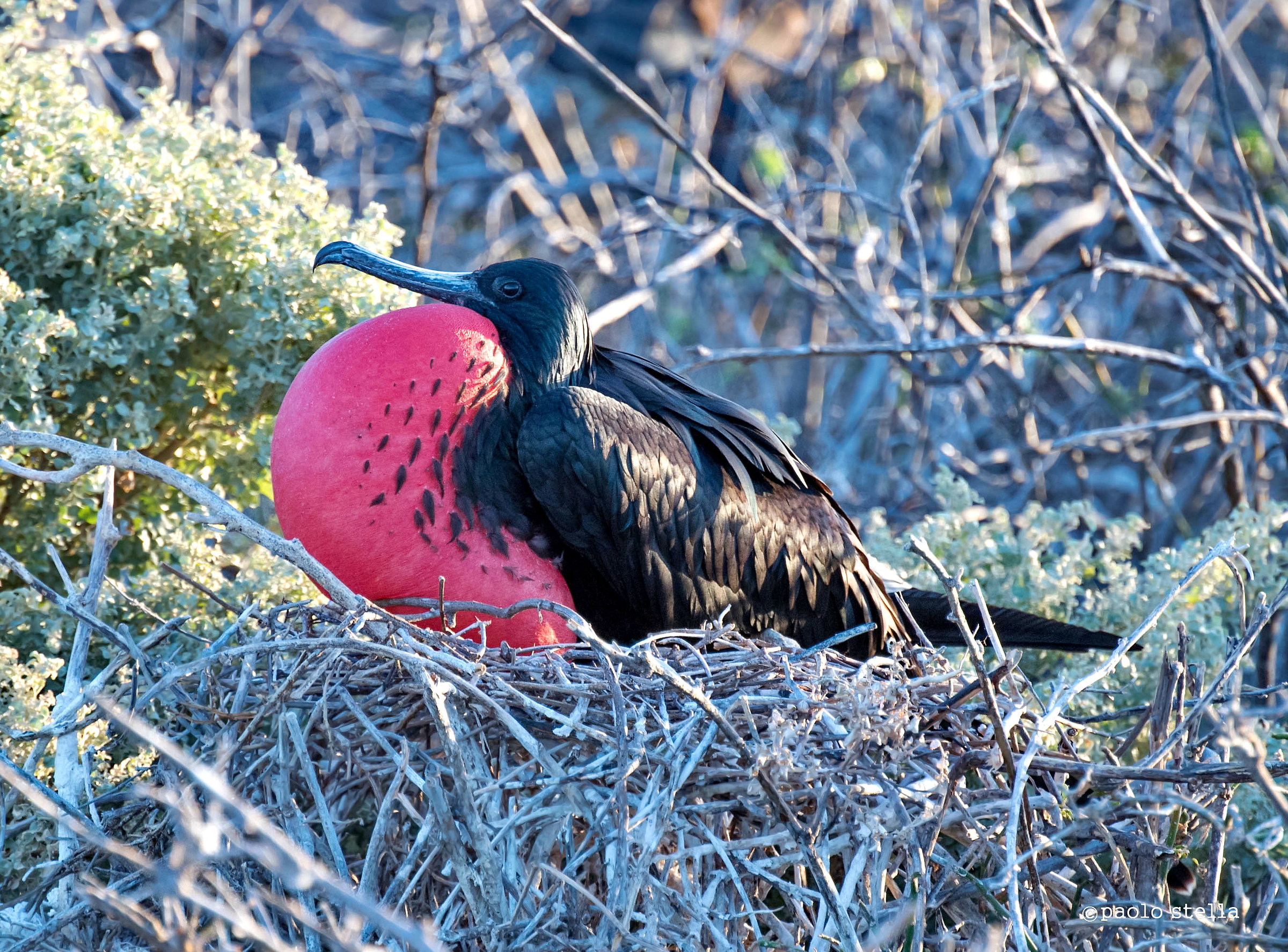 fregata magnifica (Fregata magnificens)