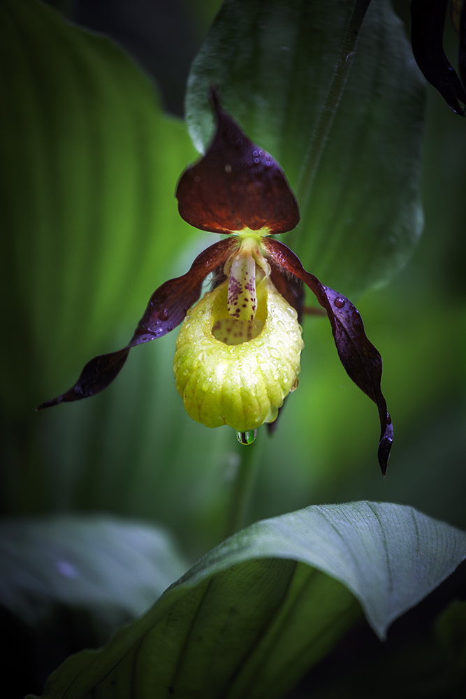 Venus slipper