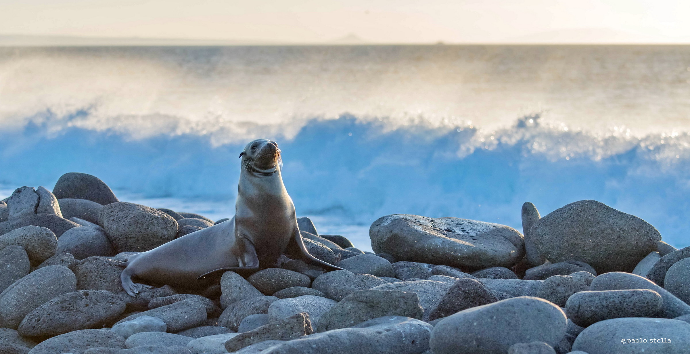 sea lion on the shore